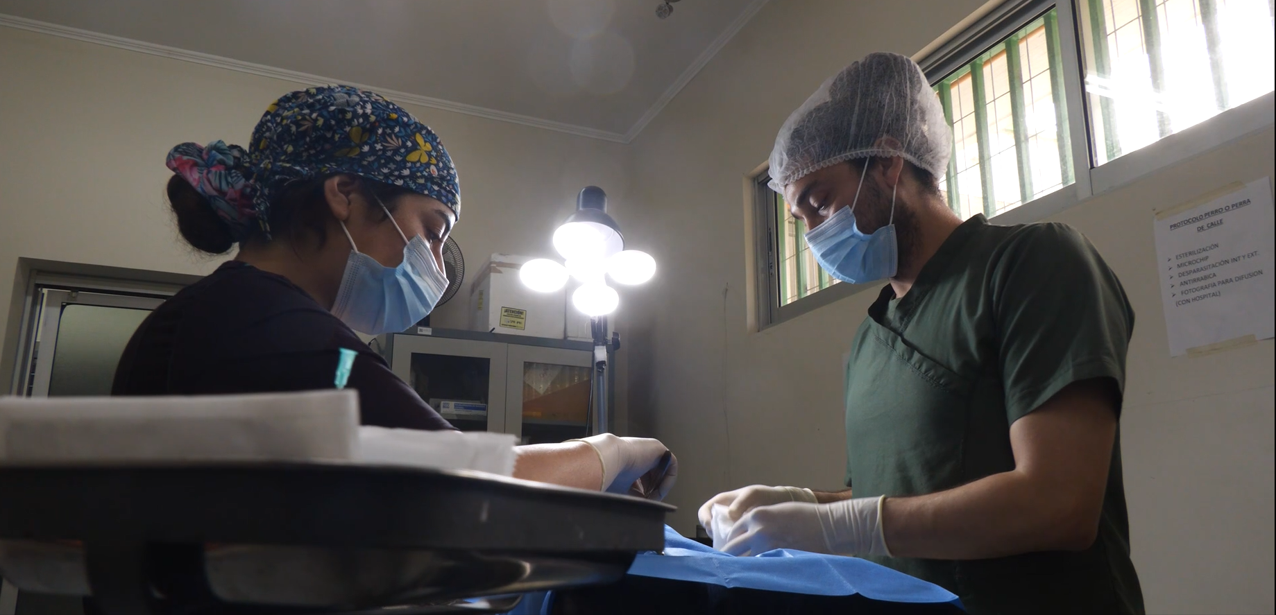 Programa de bienestar animal: todo lo que debes saber del Centro Veterinario Municipal de La Serena